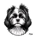 Face of a shih tzu puppy crooked. Black Work and Old School style. Track below with the name Pipa tattoo design idea