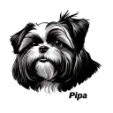 Face of a shih tzu puppy crooked. Black Work and Old School style. Track below with the name Pipa tattoo design idea