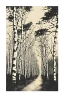 path with birch trees tattoo design idea