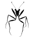 mantis tattoo design idea