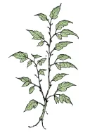 a detailed vine of poison ivy vines going in a straight line with sharp leaf tips tattoo design idea