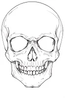 skull soft shading tattoo design idea