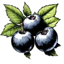 Huckleberry tattoo design idea
