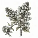 Draw me a tattoo in colour with the following flowers - Acacia dunnii  Banksia dentata Alphitonia excela Bombax ceiba   tattoo design idea