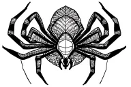 spider with lace like patterns tattoo design idea