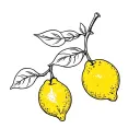 Two lemons on the branch with 3 leaves in the fineline tattoo tattoo design idea