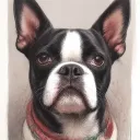 Boston Terrier tattoo design idea