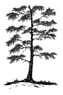 Cedar trees tattoo design idea