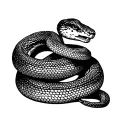 a snake wrapped around the wrighting reap what you sow  tattoo design idea