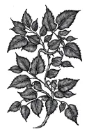 willow vine dotwork dark tattoo design idea