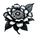 small minimalist fine-line tattoo design for an Angelica flower tattoo design idea