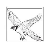 peregrine falcon with binoculars tattoo design idea