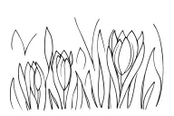 crocus tattoo design idea