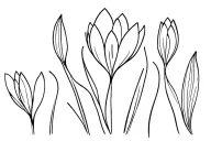 crocus tattoo design idea