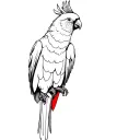 red tailed black cockatoo with red on the tail tattoo design idea
