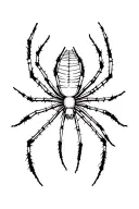 web spider tattoo design idea