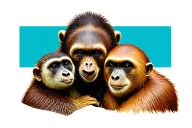 Meercat, Bear, and Orang-Utan that resembles friendship tattoo design idea