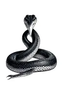 two headed snake tattoo design idea