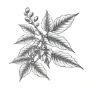 coffee plant, coffee beans growing same branch tattoo design idea