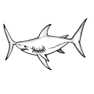 pretty shark  tattoo design idea