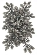 mimosa hostilis dmt molecule forming tattoo design idea