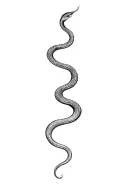 Minimalist fine line snake tattoo, two wraps around forearm, then elegant curves to wrist, no shading, clean lines. tattoo design idea