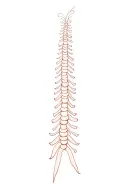create a dainty tattoo for my spine that represents a healing journey and learning to love yourself   tattoo design idea