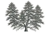 Eastern hemlock tree intertwined tattoo design idea