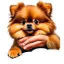 my dog passed away. in the memory of hiim. he's a brown pomeranian. make it looks like he's holding by my hands tattoo design idea