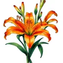 simple tiger lilies in a bunch without stems representing my girlfriend tattoo design idea