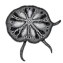 Sand Dollar tattoo design idea