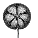 Sand Dollar tattoo design idea