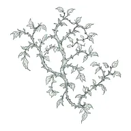 vines tattoo design idea