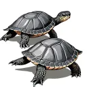 3 Turtle tattoo design idea