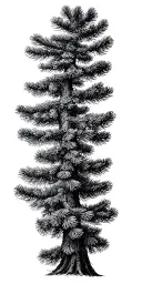 pine tree branch tattoo design idea