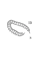 catarpillar & number 13 tattoo design idea