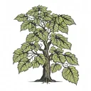 walnut tree with big, round crown. Able the tree the Ursus major constellation connected with lines tattoo design idea