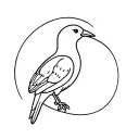 kiwi bird tattoo design idea