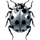Ladybug tattoo design idea