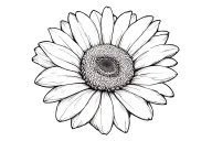 GERBERA DAISY tattoo design idea