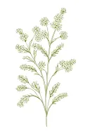 very tiny baby's breath flower pattern with NO leaves tattoo design idea
