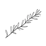 olive branch tattoo design idea