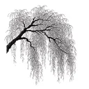 weeping willow tree branch tattoo design idea