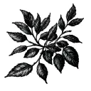 Three distinct elements connected by a single branch (like an olive or vine branch) tattoo design idea
