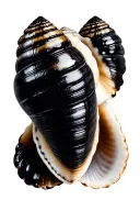 Cowrie shell surrounded by delicate tattoo design idea