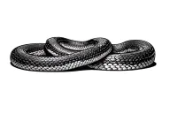 adder snake eating itself tattoo design idea