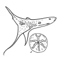 a minimalistic fine line stingray tattoo with a whale shark and a sand dollar tattoo design idea