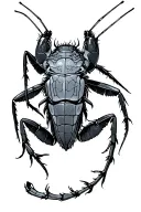 Locust tattoo design idea