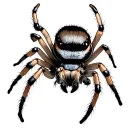 Jumping Spider tattoo design idea