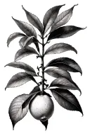 lemon tree branch tattoo design idea